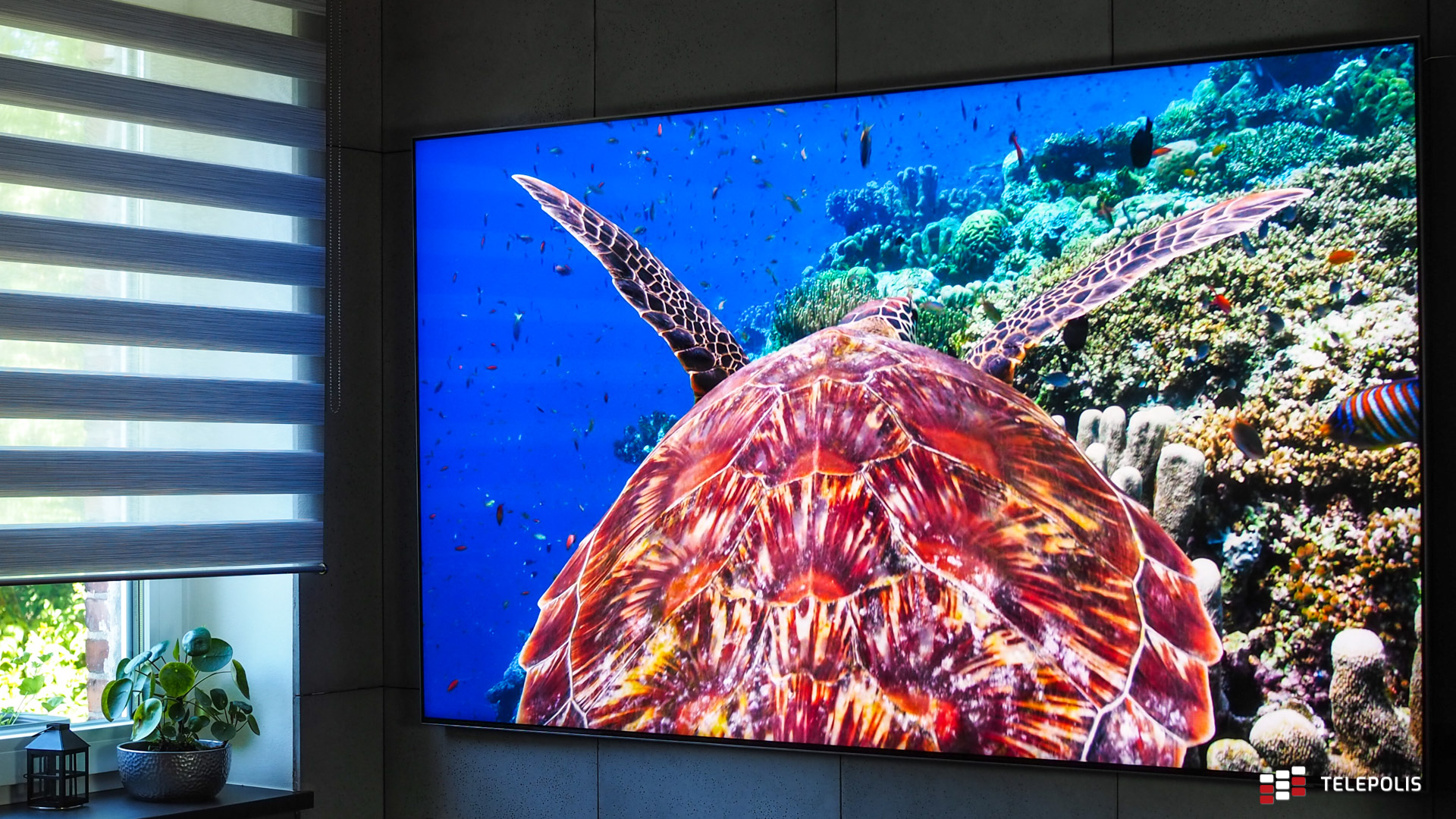 Samsung duży telewizor - rafa koralowa