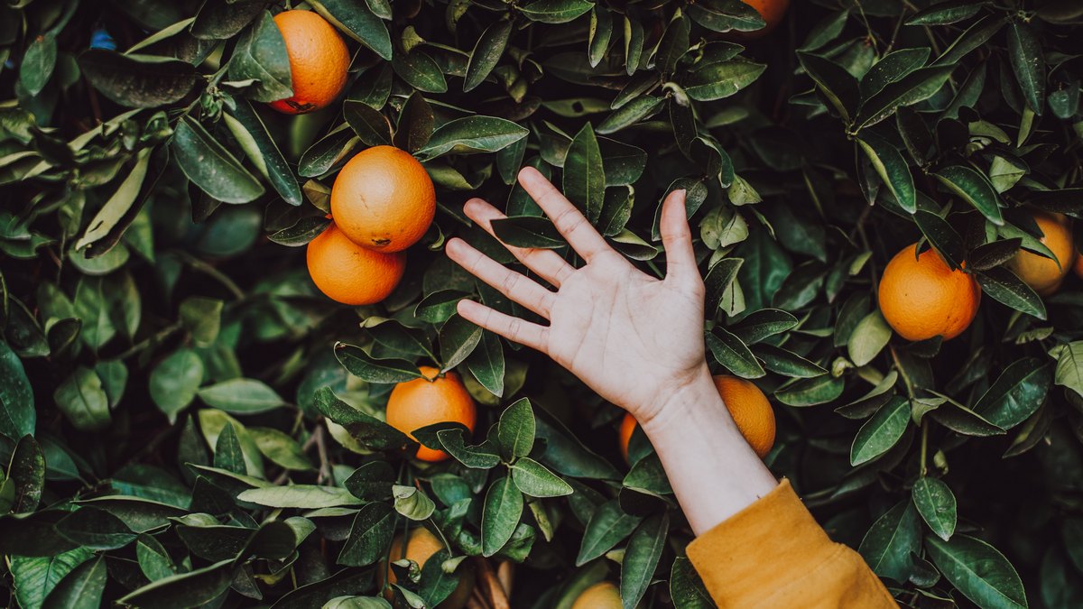 Orange: w 2024 co czwarta sprzedaż cyfrowo