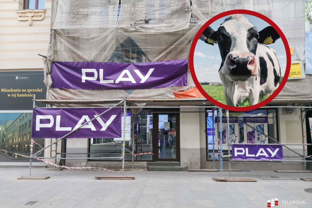 Play ma ciężary w Borzyszewie. Chodzi o krowy