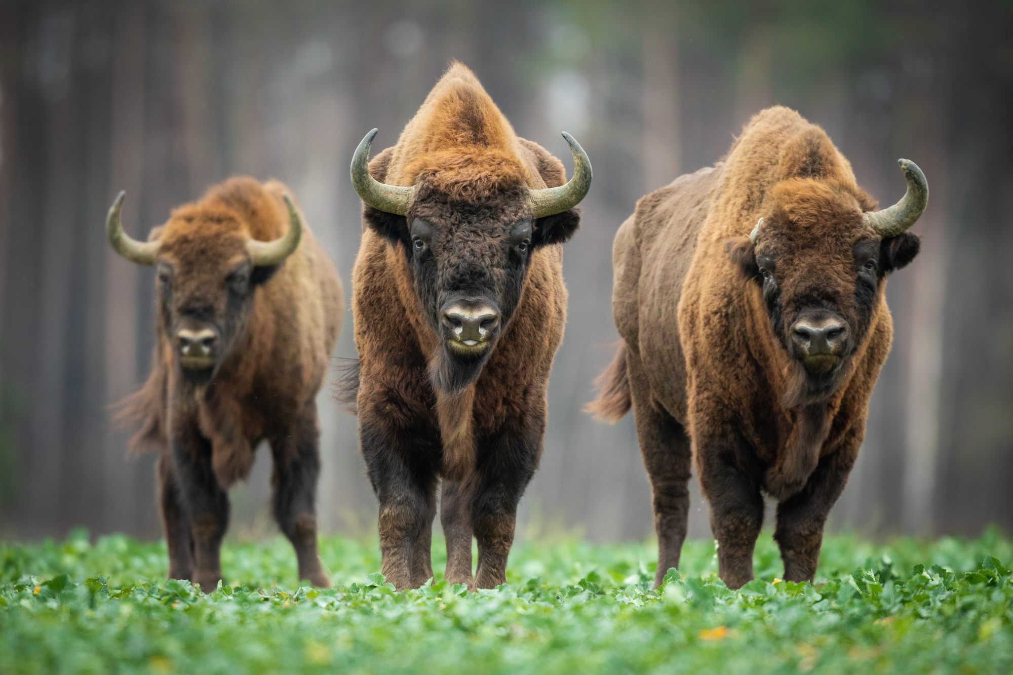 Bisonte europeo en el bosque de Knyszynska