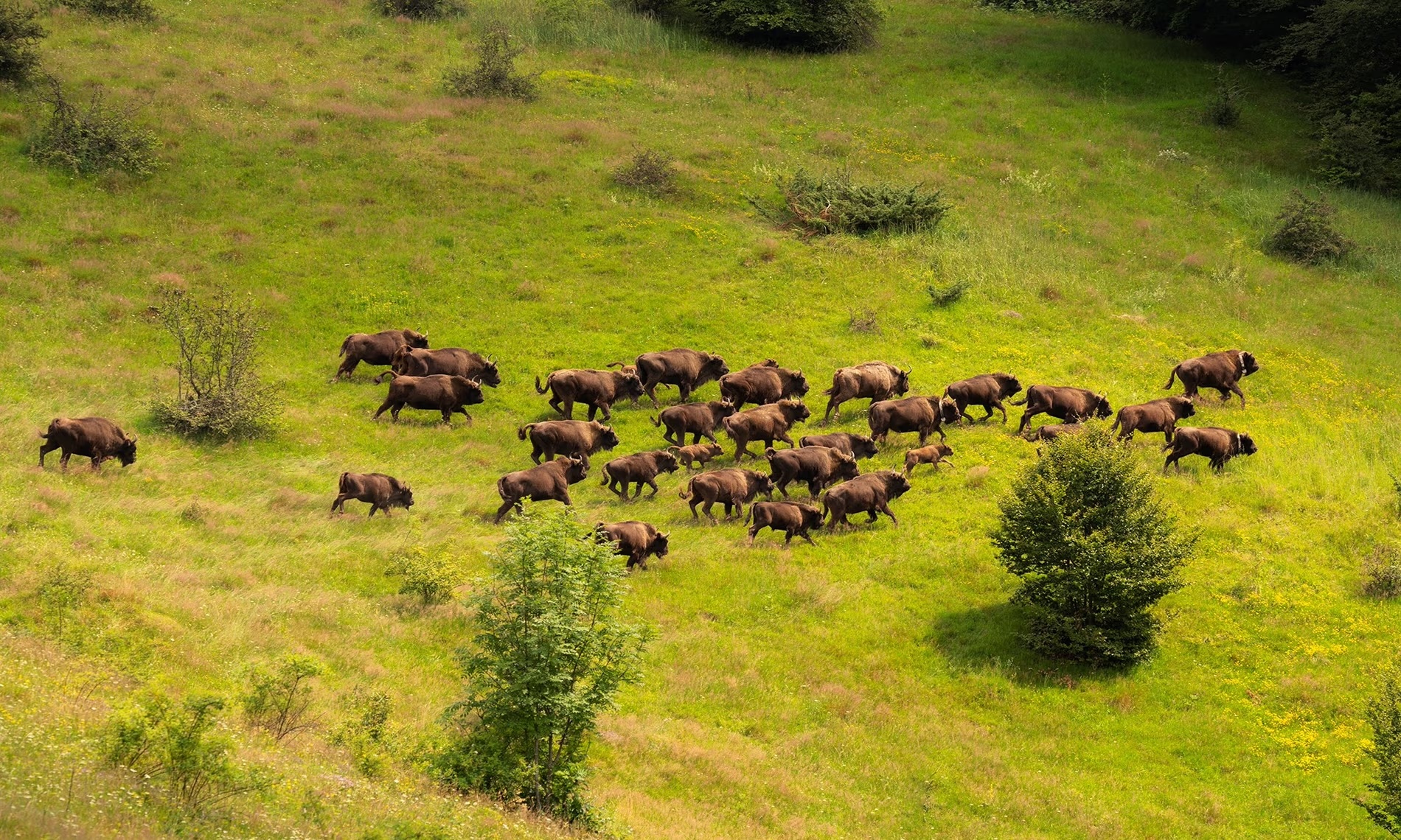 Los conductores cometieron un error.  Bison es un rescate inesperado