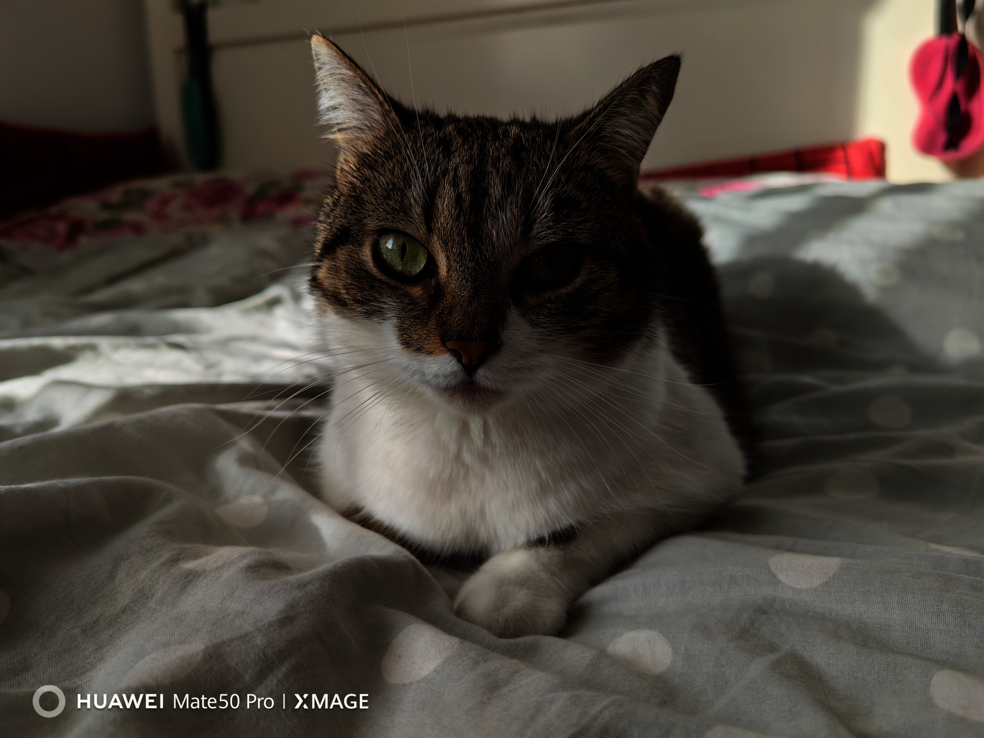 Twoja pasja w obiektywie Huawei Mate 50 Pro