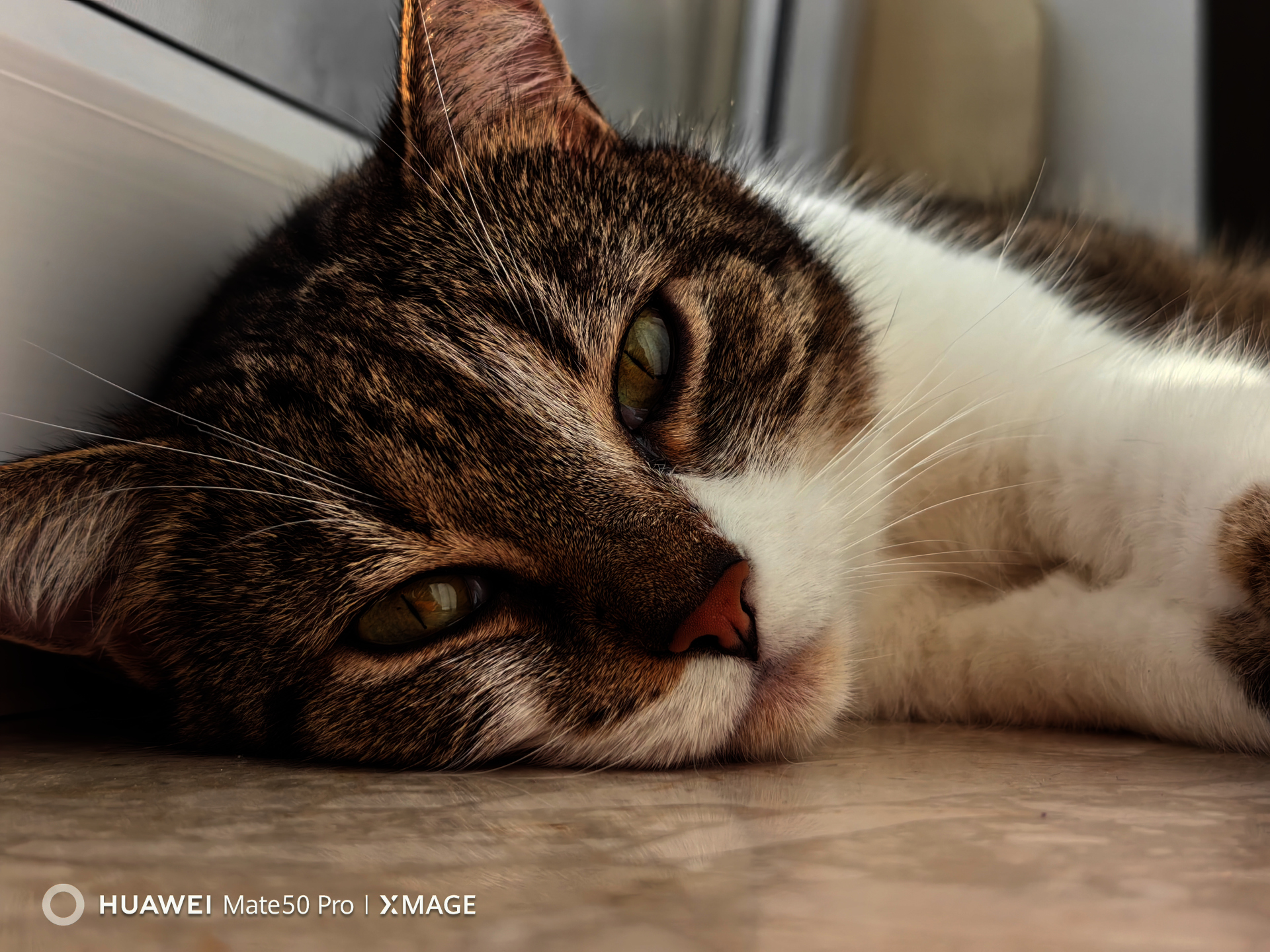 Twoja pasja w obiektywie Huawei Mate 50 Pro
